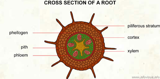 Cross section of a root  (Visual Dictionary)